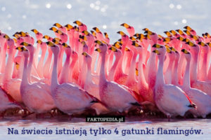 Żródło zdjęcia: http://faktopedia.pl/szukaj?q=flamingi&where=glowna&when=inf&size=max